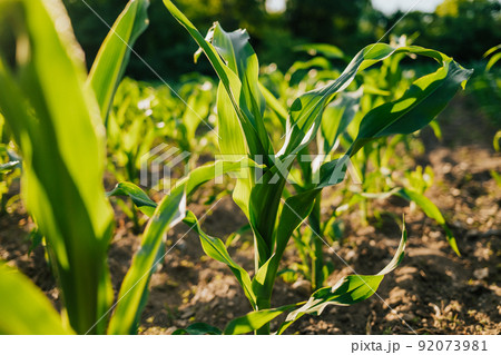Young fresh green plants corn growing on farmland or field. Fertile black rich soil, chernozem 92073981