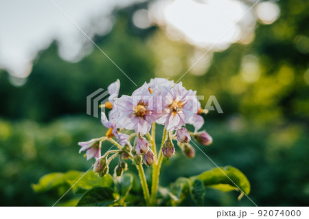 Blooming potato, young fresh plant growing on farmland or field. Fertile black rich soil, chernozem Blooming potato, young fresh plant growing on farmland or field. Fertile black rich soil, chernozem 92074000