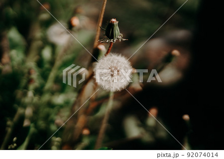 Beautiful fluffy dandelion flower blowball with seeds, spores in garden. Beautiful fluffy dandelion flower blowball with seeds, spores in garden. 92074014