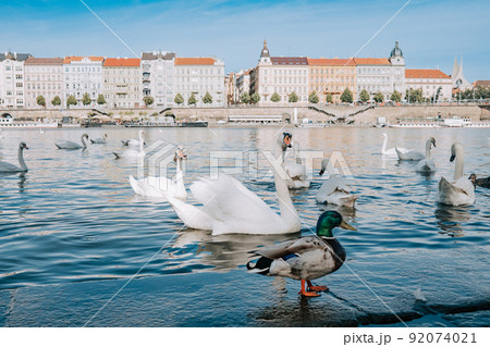 Beautiful swans in Prague on Vltava river. Famous medieval architecture on background. Cityscape Beautiful swans in Prague on Vltava river. Famous medieval architecture on background. Cityscape 92074021