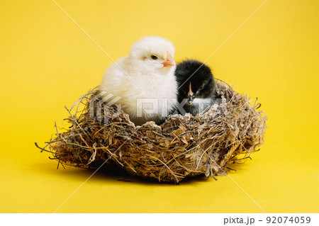 Beautiful couple, little chicks sitting in nest on yellow studio background. Isolated picture for Beautiful couple, little chicks sitting in nest on yellow studio background. Isolated picture for 92074059