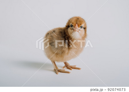 Beautiful pockmarked adorable little chick for design decorative theme. Newborn poultry yellow 92074073
