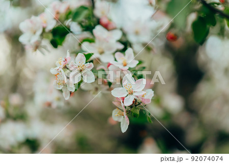 Spring easter white flowers of apple blossom on garden natural background. Blooming view. Flowering Spring easter white flowers of apple blossom on garden natural background. Blooming view. Flowering 92074074