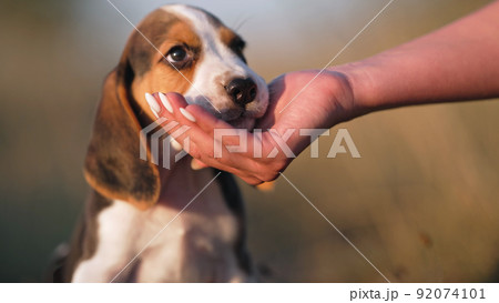 Woman gives beagle puppy treat for following command during training. Teaching dog on nature. Good 92074101