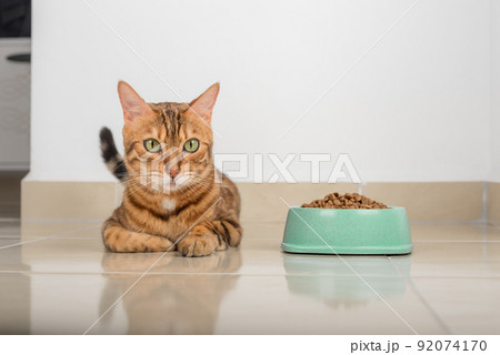 Satisfied Bengal cat next to a bowl full of dry food. 92074170
