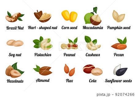 Nuts set. Peanut and almond, pistachio with leaves, cashew and pumpkin seeds, pecan grain and macadamia cereal, hazelnut and sunflower kernels. Emblems and labels with text. Vector illustration icons 92074266