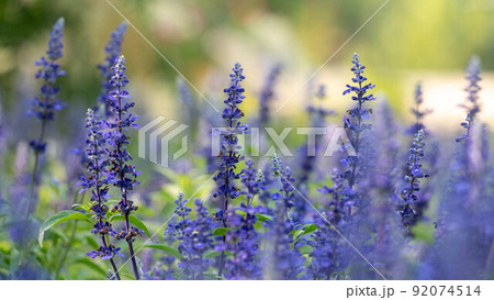 鮮やかな紫色の花を咲かせる「ラベンダー」 92074514