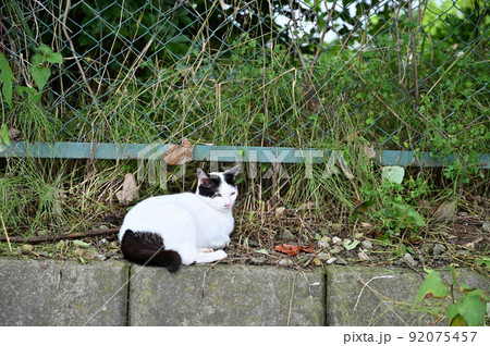 猫　地域猫（さくらねこ） 92075457