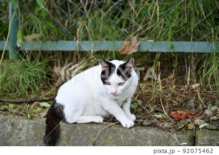 猫 地域猫(さくらねこ) 猫 地域猫(さくらねこ) 92075462