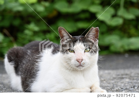 見つめる猫のアップ　地域猫（さくらねこ） 92075471