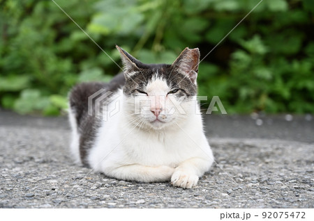まどろむ猫　地域猫（さくらねこ） 92075472