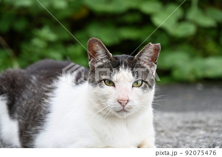 カメラ目線の猫　地域猫（さくらねこ） 92075476