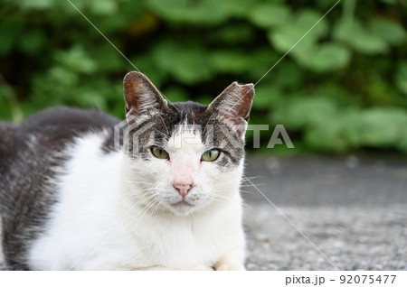 カメラ目線の猫 地域猫(さくらねこ) カメラ目線の猫 地域猫(さくらねこ) 92075477