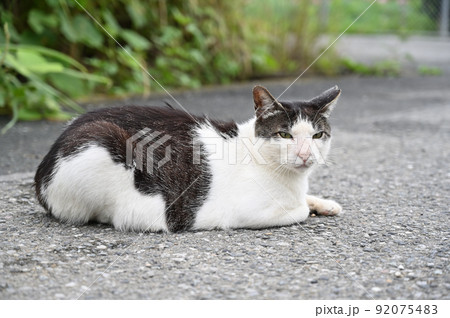 猫　地域猫（さくらねこ） 92075483