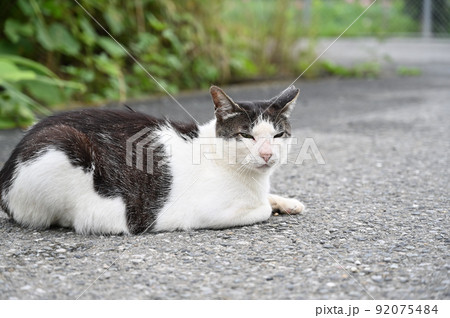 猫　地域猫（さくらねこ） 92075484