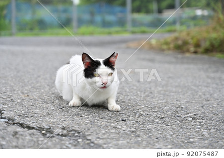 構える猫　地域猫（さくらねこ） 92075487