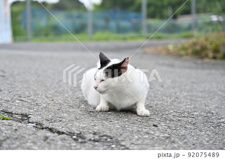 構える猫の横顔　地域猫（さくらねこ） 92075489