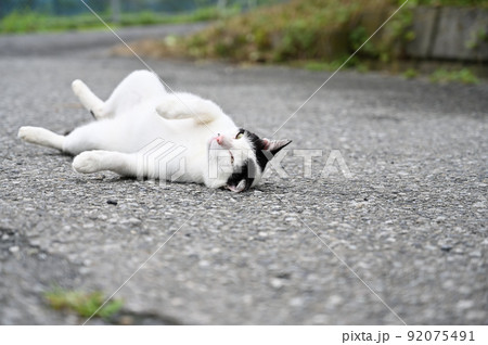 ごろにゃ~ご 猫 地域猫(さくらねこ) ごろにゃ~ご 猫 地域猫(さくらねこ) 92075491