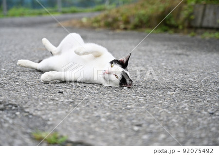 ごろにゃ~ご 猫 地域猫(さくらねこ) ごろにゃ~ご 猫 地域猫(さくらねこ) 92075492