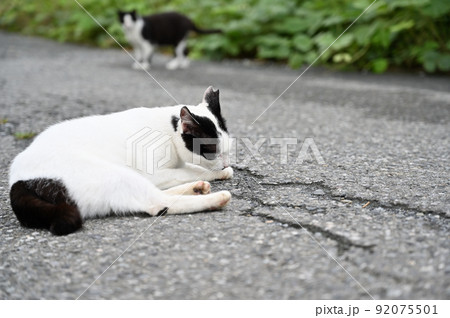 毛繕いする猫 地域猫(さくらねこ) 毛繕いする猫 地域猫(さくらねこ) 92075501