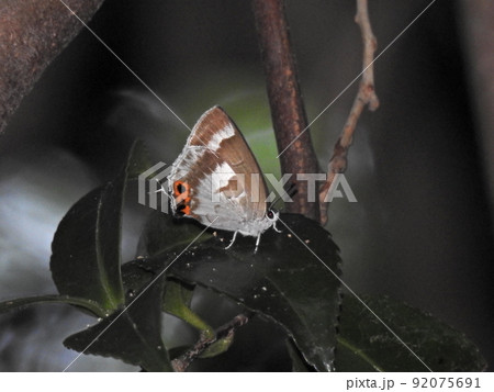 キリシマミドリシジミ(メス) 92075691