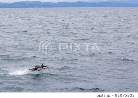 陸奥湾のカマイルカジャンプ(青森県) 陸奥湾のカマイルカジャンプ(青森県) 92075905