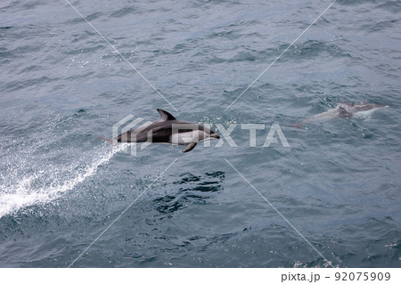 陸陸奥湾のカマイルカジャンプ(青森県) 陸陸奥湾のカマイルカジャンプ(青森県) 92075909