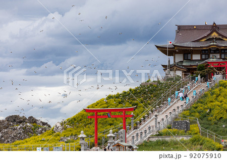 春の蕪島神社（青森県八戸市） 92075910
