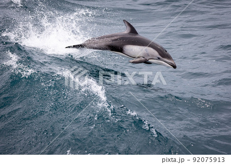 陸奥湾のカマイルカのジャンプ(青森県) 陸奥湾のカマイルカのジャンプ(青森県) 92075913