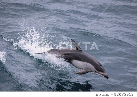 陸奥湾のカマイルカ ジャンプ(青森県) 陸奥湾のカマイルカ ジャンプ(青森県) 92075915