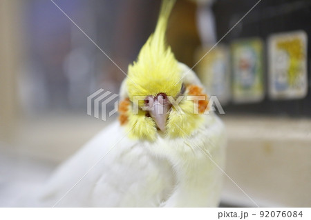 インコ オウム いんこ 92076084