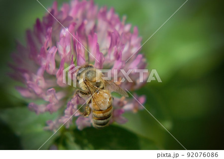 シロツメクサの蜜を吸うミツバチ シロツメクサの蜜を吸うミツバチ 92076086
