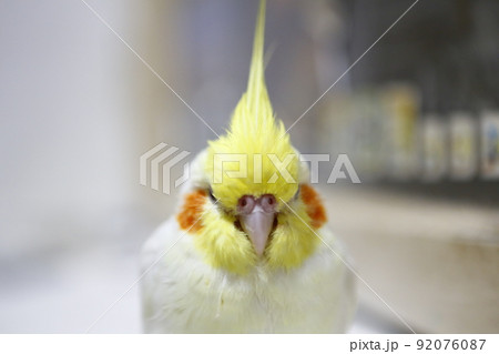 インコ オウム いんこ 92076087