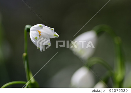 スノーフレークの白い花（埼玉県/4月） 92076529