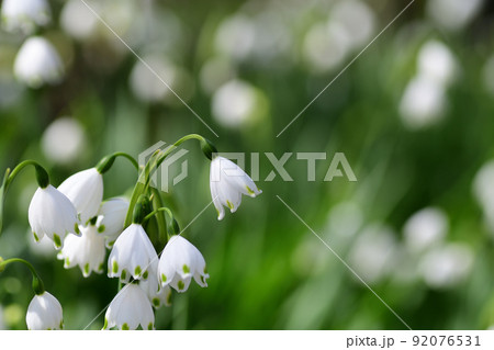 スノーフレークの白い花（埼玉県/4月） 92076531