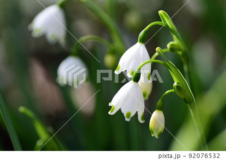 スノーフレークの白い花(埼玉県/4月) スノーフレークの白い花(埼玉県/4月) 92076532
