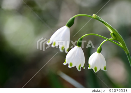スノーフレークの白い花(埼玉県/4月) スノーフレークの白い花(埼玉県/4月) 92076533