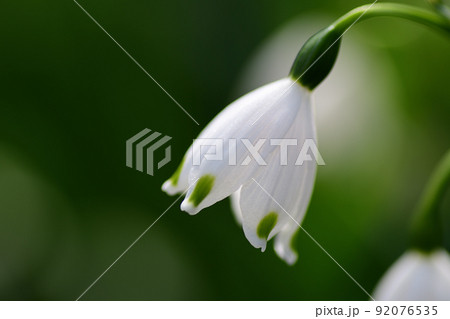 スノーフレークの白い花（埼玉県/4月） 92076535
