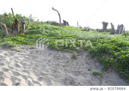 台湾 新北市 景色 92076664