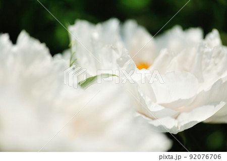 自宅の庭に咲いた満開の白い牡丹の花 自宅の庭に咲いた満開の白い牡丹の花 92076706
