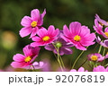 ぴんくのこすもすがいっぱい 92076819