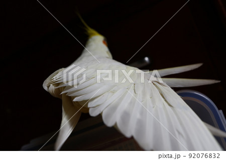 羽を広げる 広げた羽 インコ 92076832