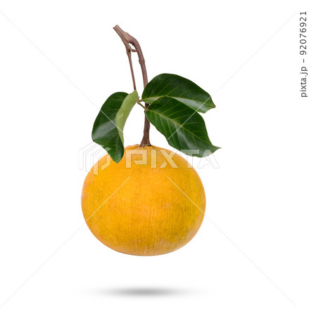 Santol fruit with leaves isolated on white background 92076921