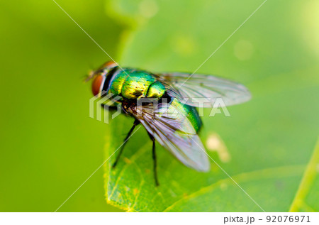 fly on a leaf fly on a leaf 92076971