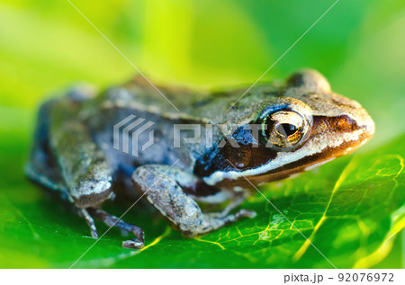 frog on a leaf frog on a leaf 92076972