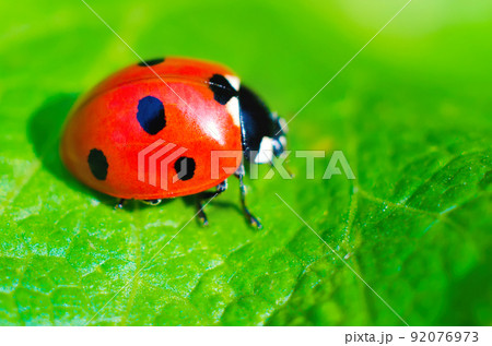 ladybug ladybug 92076973
