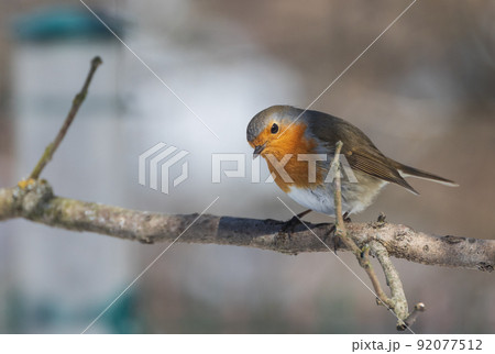 European robin (Erithacus rubecula) on branch 92077512