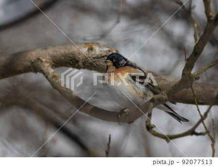 Brambling (Fringilla montifringilla) on branch Brambling (Fringilla montifringilla) on branch 92077513