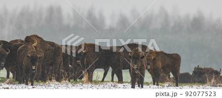 European Bison herd resting in snowfall European Bison herd resting in snowfall 92077523
