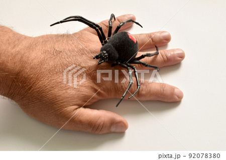 Spider Black Widow and human hand. Spider Black Widow and human hand. 92078380